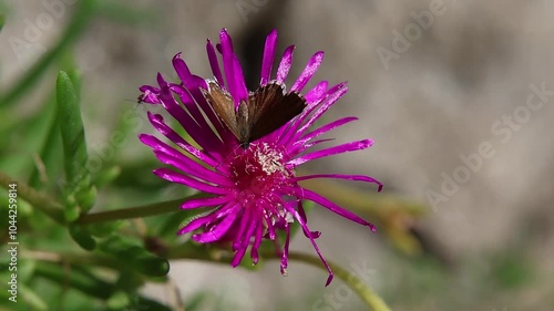 geranium bronze butterfly cacyreus marshalli on a delosperma cooperi purple ice plant blossom photo