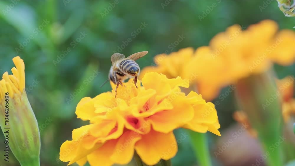 A close-up view of a bee collecting nectar from a vibrant orange flower in a sunny garden setting during springtime A close-up view of a bee collecting nectar from a vibrant orange flower in a sunny garden setting during springtime