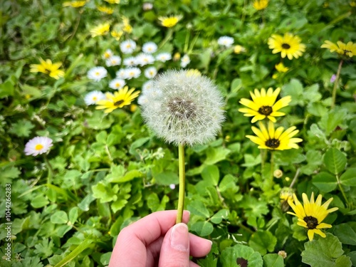 Hand Holding Dandelion Puffball Surrounded by Yellow and White Flowers in Green Foliage