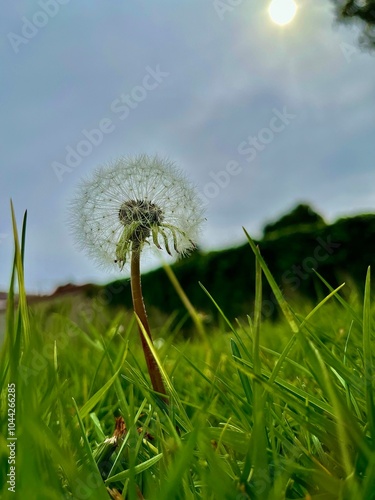 Single Dandelion Amidst Green Grass with Sun Behind Cloudy Sky