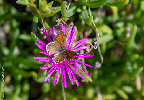 geranium bronze butterfly cacyreus marshalli on a delosperma cooperi purple ice plant blossom photo