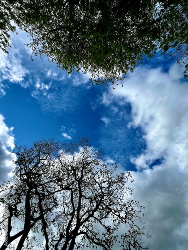 Tall Trees with Sparse Branches Framing a Blue Sky with Clouds
