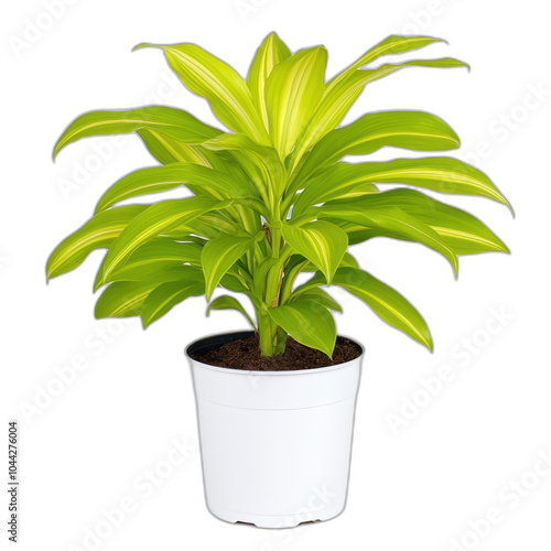 Green Indoor Plant in White Pot Home Decor Greenery Foliage