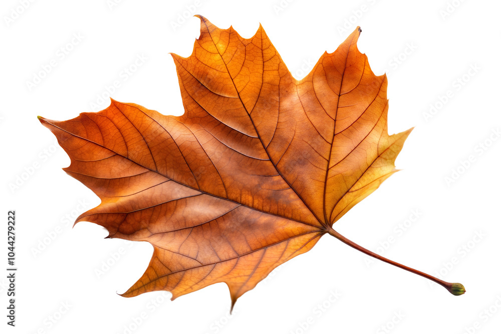 Single autumn leaf on transparent or white isolated background. Single autumn leaf on transparent or white isolated background.