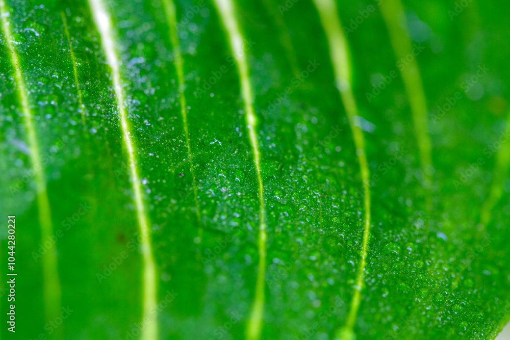natural green leaves and water drop using background cover page environment ecology wallpaper natural green leaves and water drop using background cover page environment ecology wallpaper