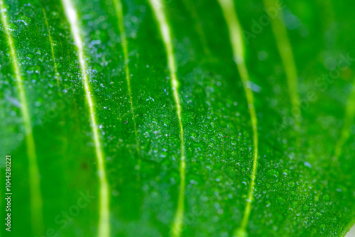 natural green leaves and water drop using background cover page environment ecology wallpaper photo