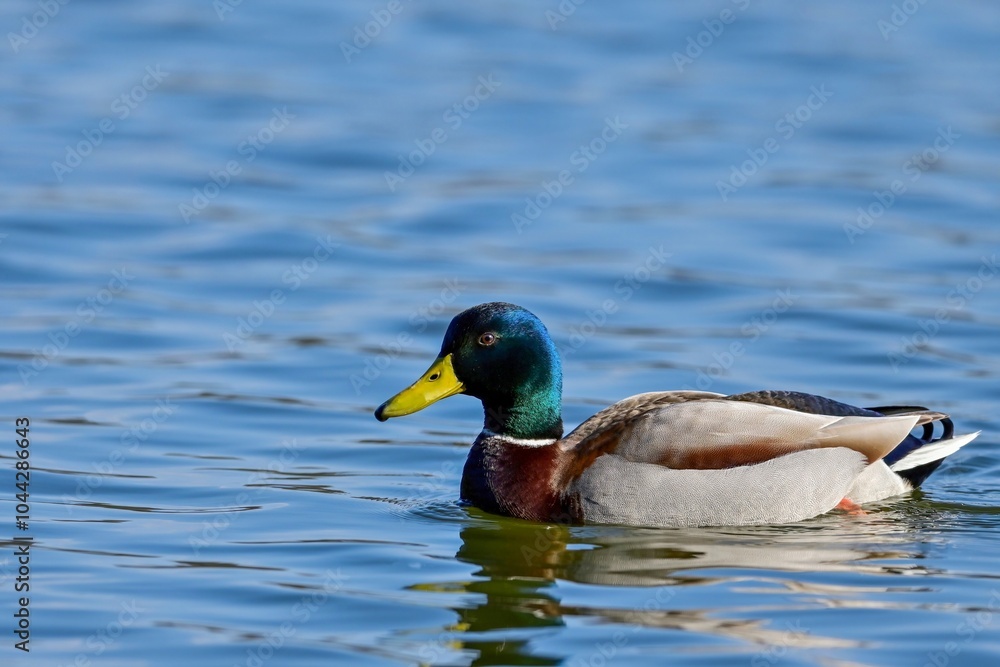 Obraz premium 青空映す水面をのんびり泳ぐマガモ オス