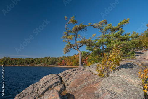 Bent pine trees on a rugged rocky shore with out of focus colorful fall trees in the background along the shore of Georgian Bay, sunny day. Killbear Provincial Park, Ontario, Canada. photo