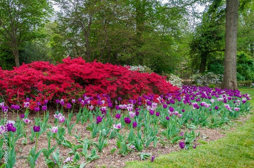 Tulips and Azaelas at Sherwood Park Gardens, Baltimore Maryland USA photo