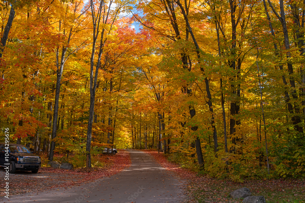 Fototapeta premium An alley in the forest surrounded by maple trees with bright colorful yellow, red, and orange leaves in fall season and campsites with cars on the sides. Killbear Provincial Park, Ontario, Canada.