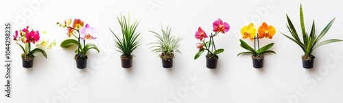 Colorful Minimalist Orchid Collection in Small Pots