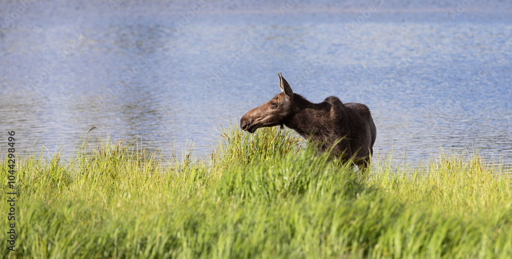 Moose by Blue Lake