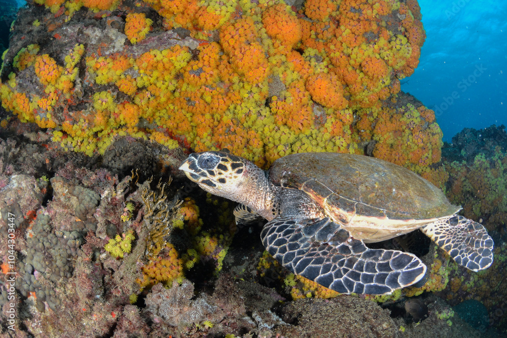 Fototapeta premium Hawksbill Turtle with sun coral in the back