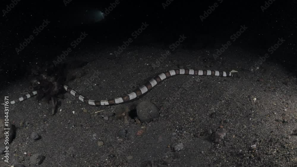 Harlequin Snake Eel (Myrichthys colubrinus lat.) is hunting in the night. Sea life of Tulamben, Bali, Indonesia. Harlequin Snake Eel (Myrichthys colubrinus lat.) is hunting in the night. Sea life of Tulamben, Bali, Indonesia.