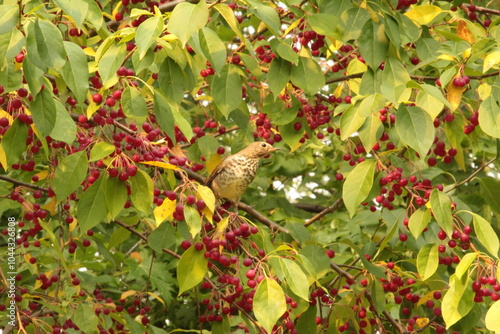 A wood thrush eating crab apples in autumn photo