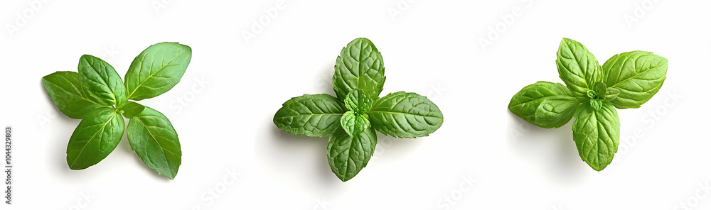 Fresh Mint Leaves Isolated on White Background, green, herb, plant, sprig, natural Fresh Mint Leaves Isolated on White Background, green, herb, plant, sprig, natural