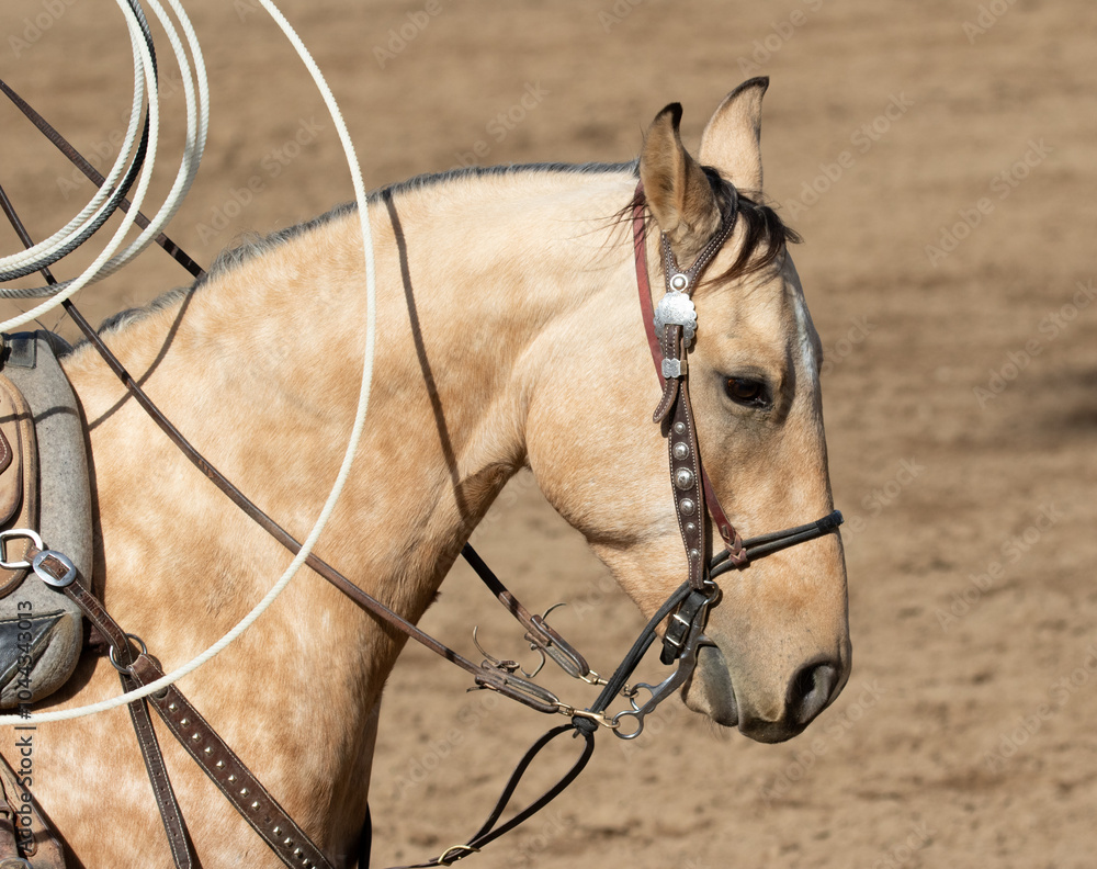 portrait of a horse