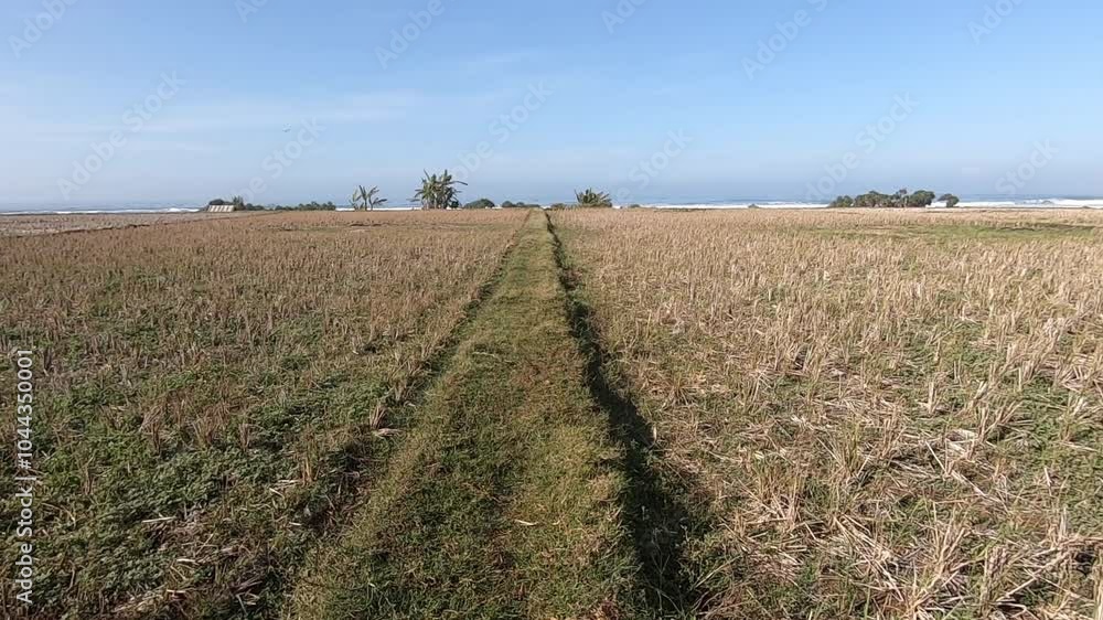 field of wheat field of wheat