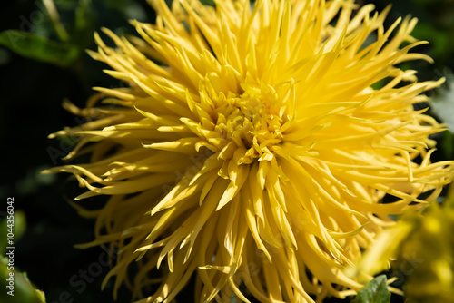 Yellow Dahlia fringed Encore (dahlia cultorum) photo