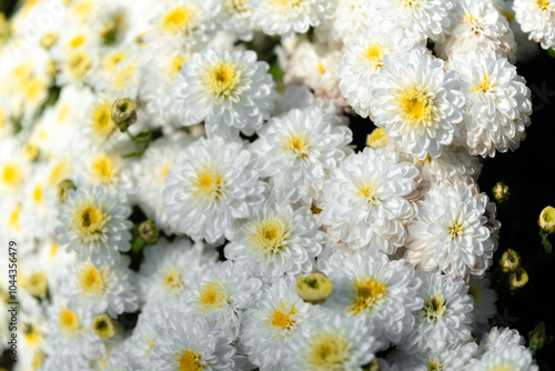 chrysanthemum multiflora Brandove White on flower bed photo