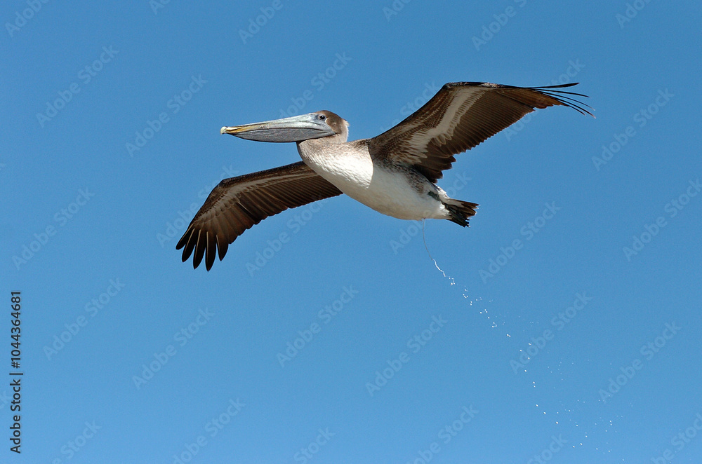 Pelican in Flight dumps while flying by. Pelican in Flight dumps while flying by.