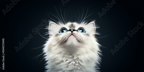 Banner featuring an adorable white kitten with bright blue eyes gazing upward amidst dark tranquil backdrop symbolizing innocence exploration beautiful curiosity beauty photo