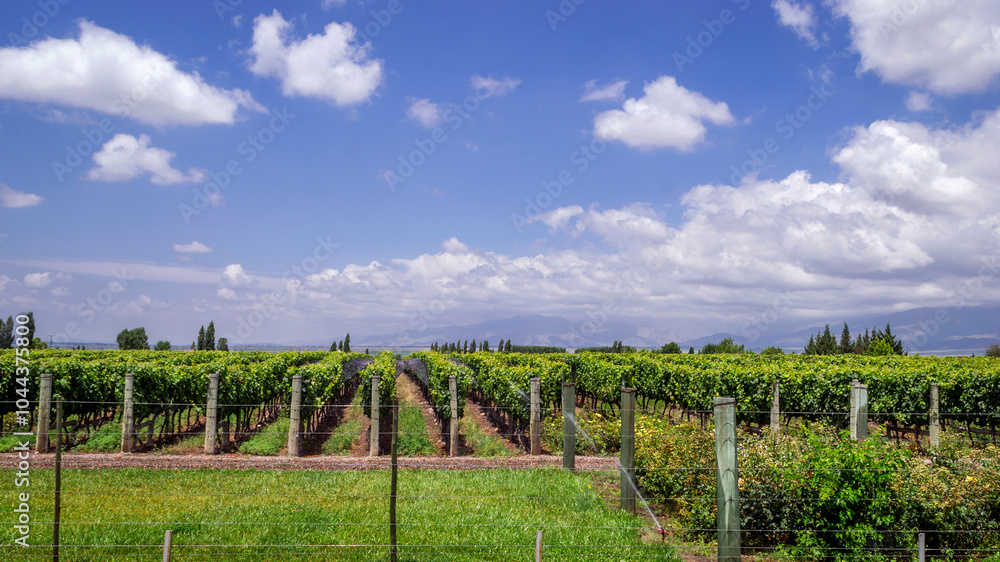 We see a beautiful image of a vine plantation, vineyards at the foot of the Andes, beautiful rows that are irrigated with meltwater, in the background the foothills and a cloudy sky, Mendoza Arg.
We see a beautiful image of a vine plantation, vineyards at the foot of the Andes, beautiful rows that are irrigated with meltwater, in the background the foothills and a cloudy sky, Mendoza Arg.
