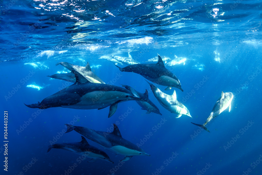 Obraz premium A graceful pod of common dolphins glides through the clear, blue waters off the coast of New South Wales, Australia, showcasing the harmony of ocean life.