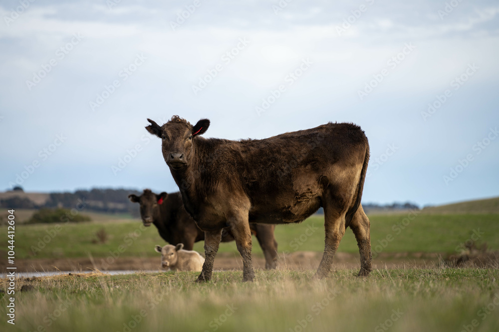 Close up of Angus and Murray Grey Cows eating pasture in Australia. Close up of Angus and Murray Grey Cows eating pasture in Australia.