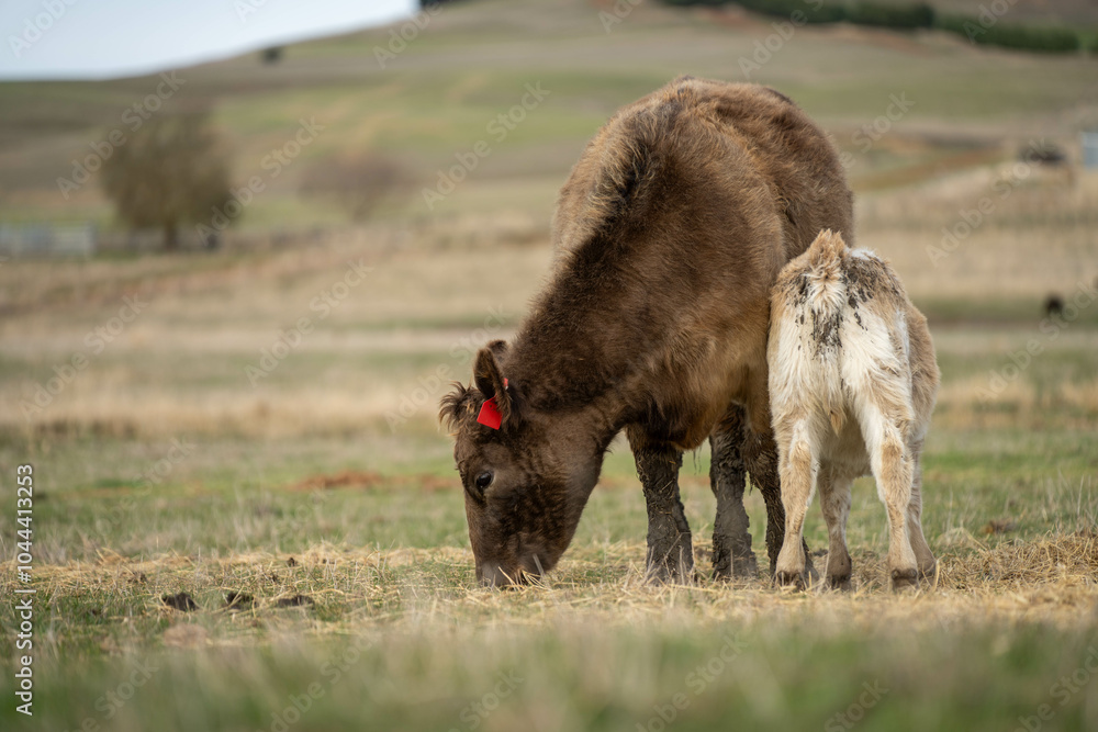 Fototapeta premium Close up of Angus and Murray Grey Cows eating pasture in Australia.