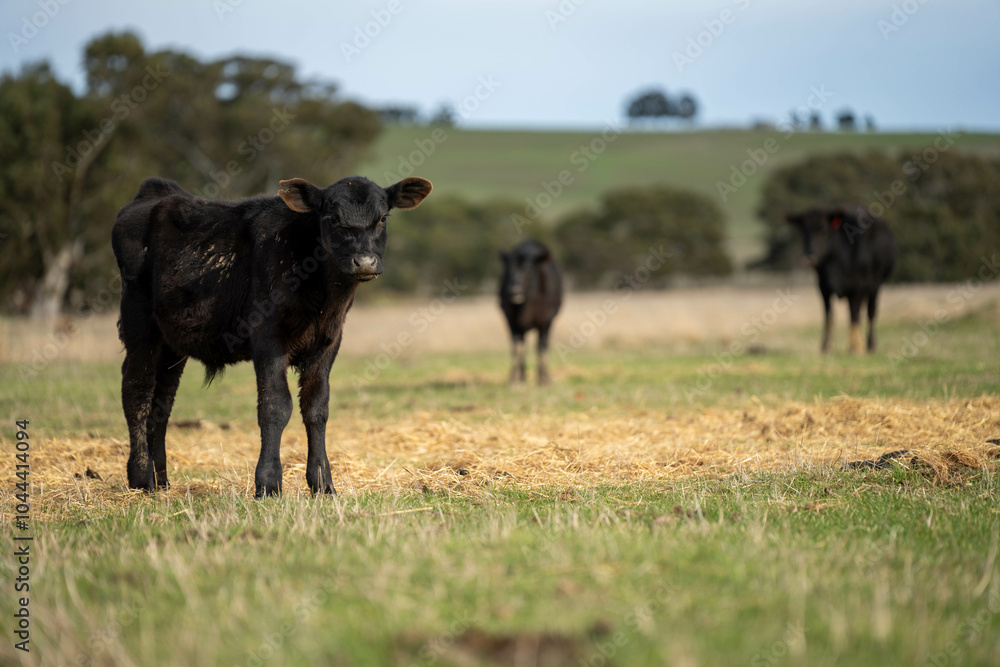 Close up of Angus and Murray Grey Cows eating pasture in Australia. Close up of Angus and Murray Grey Cows eating pasture in Australia.