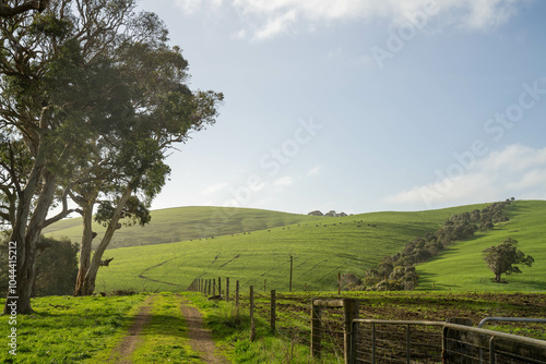 beautiful farming landscape with trees, green grass and rolling hills in australia, sustainable agriculture practice storing carbon
