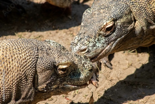 The ferocity of Komodo dragons when they eat their prey with their sharp teeth. strong jaw bite when eating prey with dripping saliva photo