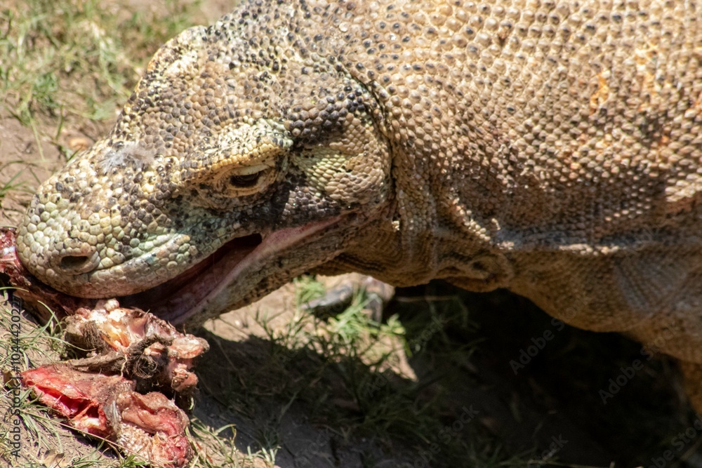 The ferocity of Komodo dragons when they eat their prey with their sharp teeth. strong jaw bite when eating prey with dripping saliva The ferocity of Komodo dragons when they eat their prey with their sharp teeth. strong jaw bite when eating prey with dripping saliva