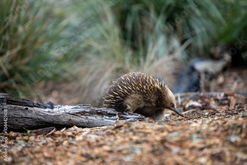 Beautiful echidna in the Australian bush, in the tasmanian outback. Australian wildlife in a national park in Australia in spring