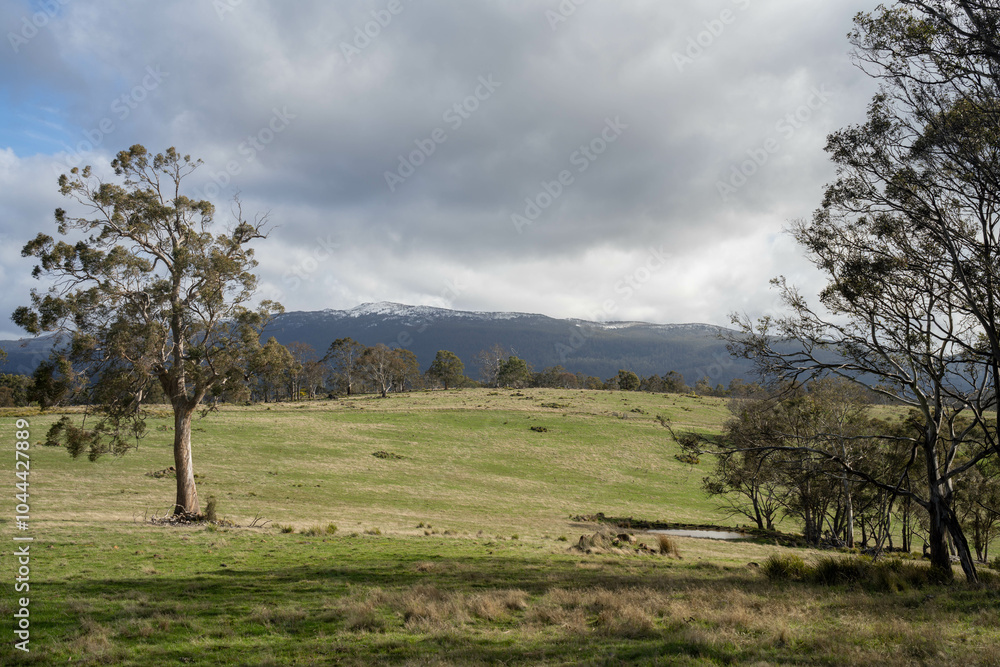 beautiful green field with trees and lush green pasture growing on a farm beautiful green field with trees and lush green pasture growing on a farm