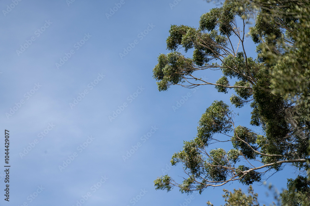beautiful gum Trees and shrubs in the Australian bush forest. Gumtrees and native plants growing in Australia in spring beautiful gum Trees and shrubs in the Australian bush forest. Gumtrees and native plants growing in Australia in spring