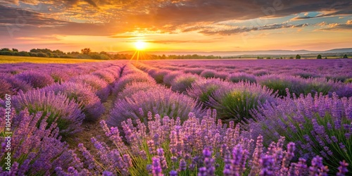 A Lavender Field Bathed in Golden Sunset Light, Blooming Rows Reaching Towards a Distant Horizon