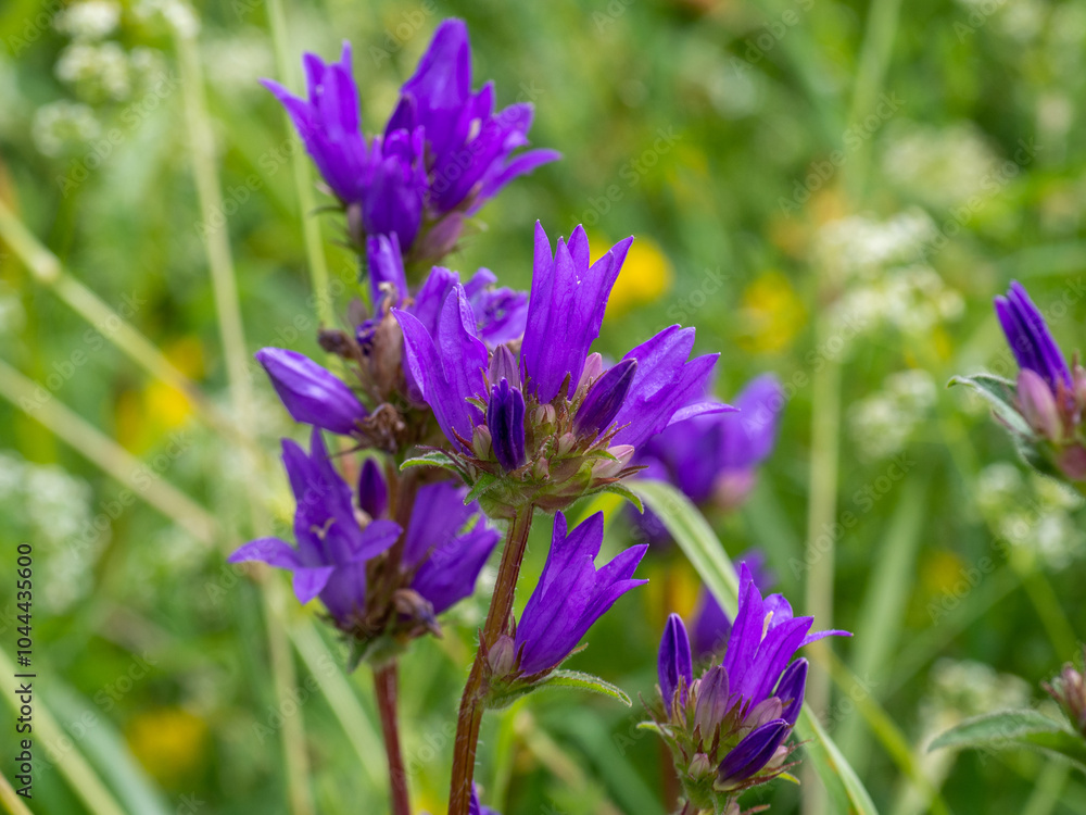 Closeup of the clustered bellflower or Campanula glomerata on blurred green background. Plants and flowers of natural meadows. Danes blood plant in the garden Closeup of the clustered bellflower or Campanula glomerata on blurred green background. Plants and flowers of natural meadows. Danes blood plant in the garden
