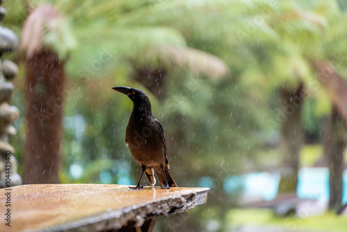 currawong black bird in the bush in tasmania australia in spring photo