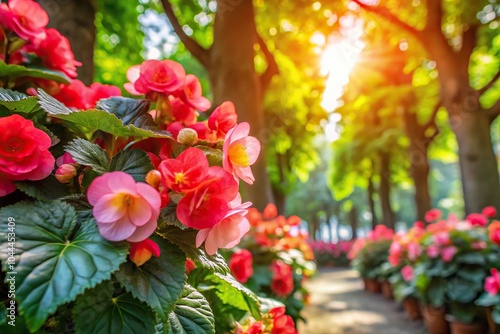 Romantic blooming begonia flowers under the trees