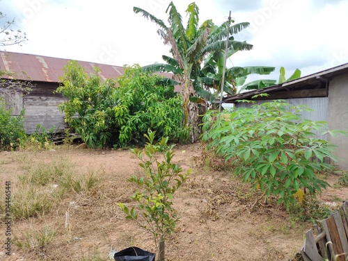 A rural backyard with various plants, including cassava and banana trees, next to an old house. photo