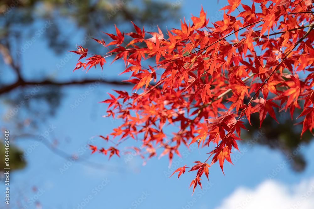 Red Maple Leaves Against Clear Blue Sky in Autumn Red Maple Leaves Against Clear Blue Sky in Autumn