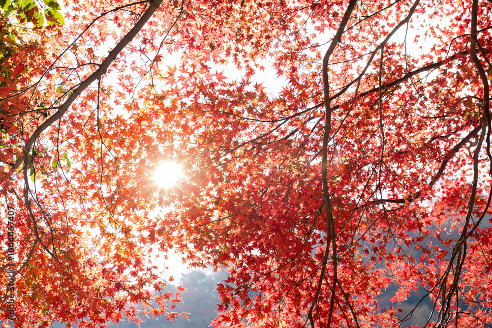 Sunlight Illuminating Red Maple Leaves in Kyoto Japan Sunlight Illuminating Red Maple Leaves in Kyoto Japan