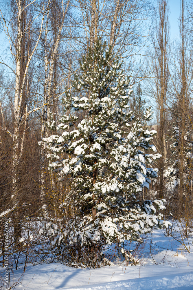 green pine trees covered with white snow, close-up landscape green pine trees covered with white snow, close-up landscape