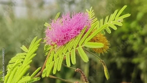 Holy shami plant flower selective focus on natural background. photo