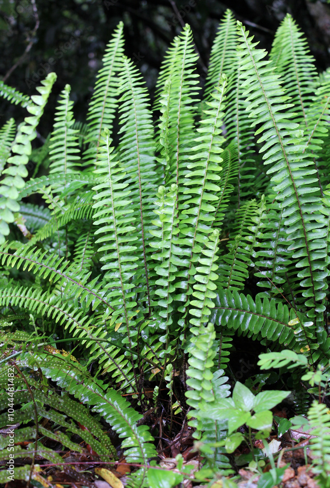 Green fern plant growing in a rainforest Green fern plant growing in a rainforest