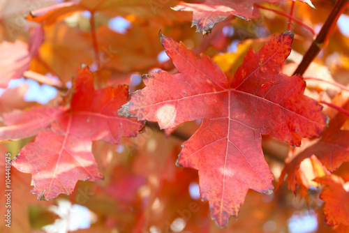 autumn red maple leaves on a branch