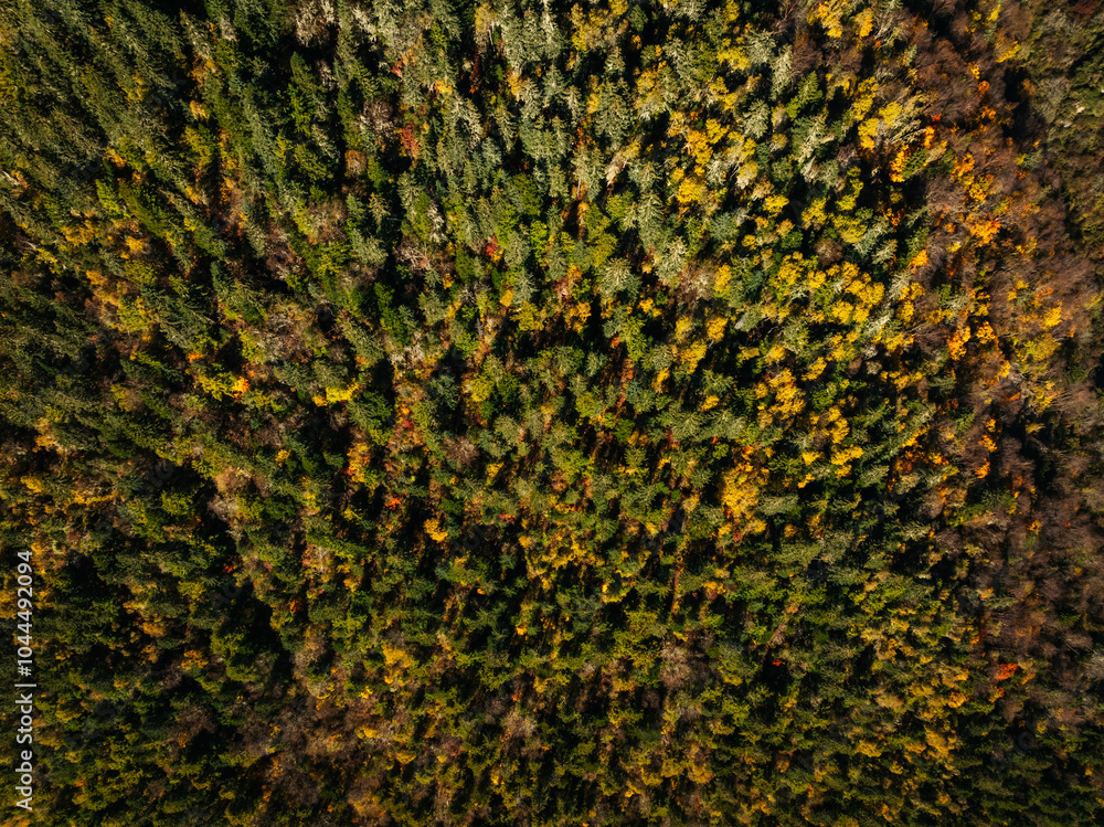 Aerial view of beautiful autumn forest landscape Aerial view of beautiful autumn forest landscape