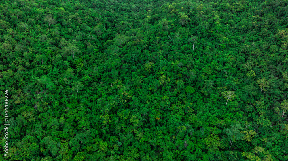 aerial view of dark green forest Abundant natural ecosystems of rainforest. Concept of nature forest preservation and reforestation aerial view of dark green forest Abundant natural ecosystems of rainforest. Concept of nature forest preservation and reforestation